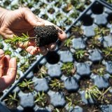 Les visiteurs pourront se fournir en plantons bio ou participer à l'une des nombreuses activités au programme (image prétexte). KEYSTONE/JEAN-CHRISTOPHE BOTT